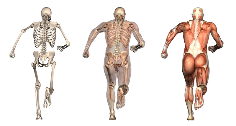 running-muscle-spine