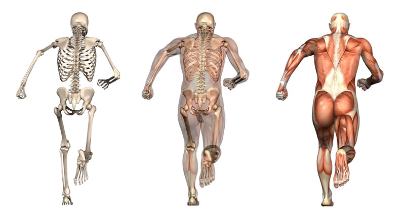 Running Muscle Spine